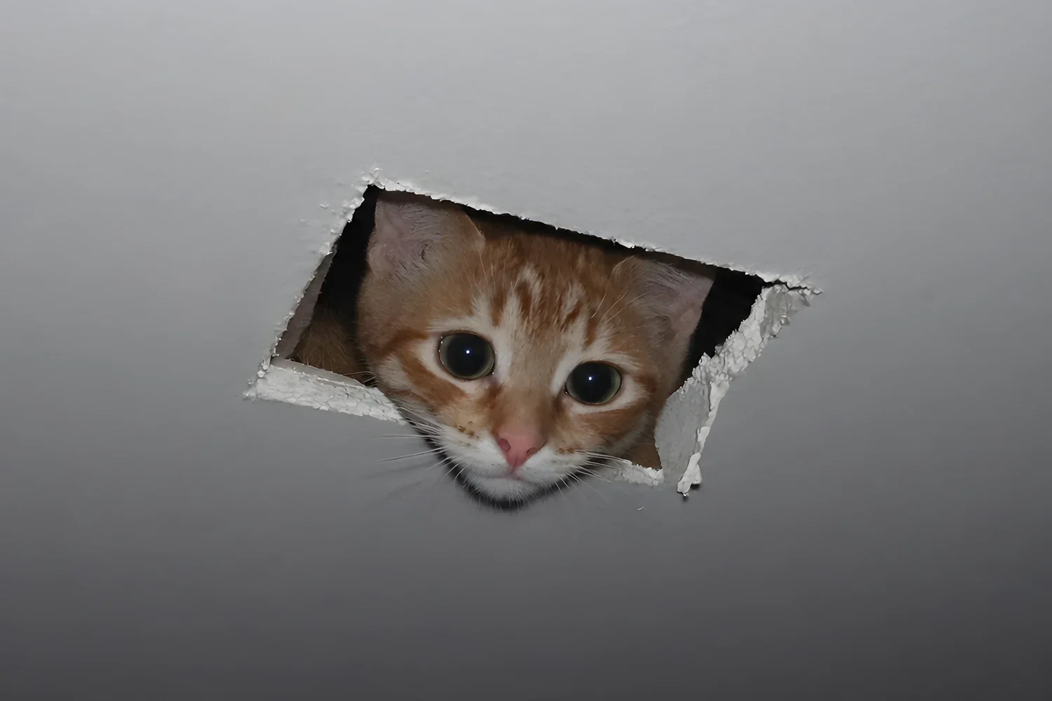 ceiling cat, in teh ceiling, watching u